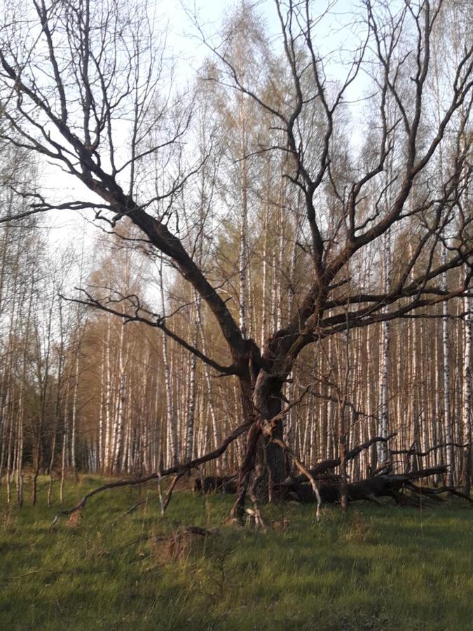 In Nature Białowieża Exteriör bild