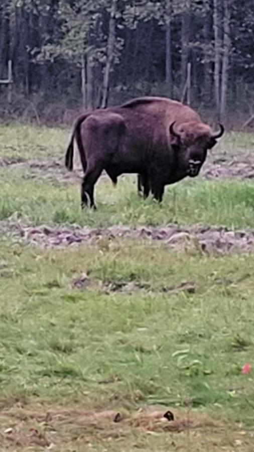 In Nature Białowieża Exteriör bild
